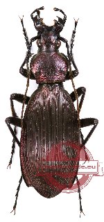 Apotomopterus aeneocupreus