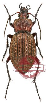Carabus (Tachypus) cancellatus graniger (5 pcs)