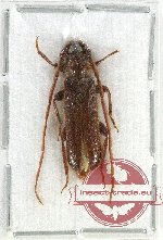Cerambycidae sp. 10AZ (A2)