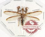 Mantispidae sp. 4