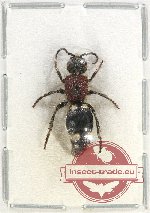 Mutilidae sp. 24