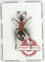 Mutilidae sp. 23 (A2)