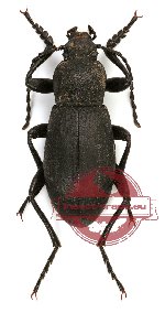 Tenebrionidae sp. 41