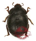 Tenebrionidae sp. 58