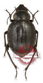 Tenebrionidae sp. 66 (A2)