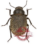Tenebrionidae sp. 58A