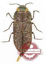Anthaxia nigrojubata inexpectata (4 pcs)