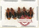 Scientific lot no. 562 Carabidae (5 pcs)