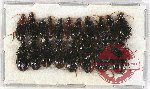 Scientific lot no. 570 Carabidae (19 pcs)