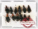 Scientific lot no. 565 Carabidae (12 pcs)