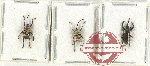 Scientific lot no. 679 Curculionidae (3 pcs)