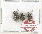 Scientific lot no. 680 Curculionidae (3 pcs)