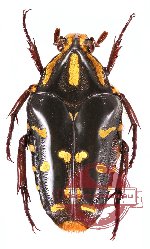 Coilodera nyasica (A2)
