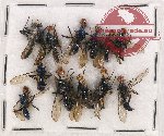 Scientific lot no. 72 Diptera (12 pcs)