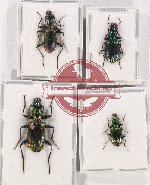 Scientific lot no. 555 Carabidae (Catascopus spp.) (4 pcs)
