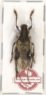 Blepephaeus laosicus (A2)