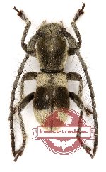 Arachnogyaritus celestini Gouverneur et Vitali, 2016 (A-)