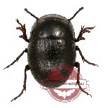 Tenebrionidae sp. 56