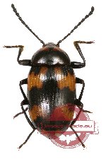 Tenebrionidae sp. 53