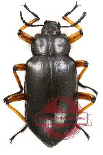 Tenebrionidae sp. 5 (5 pcs)