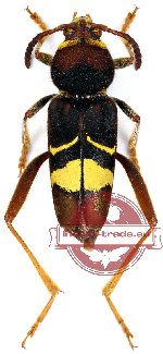 Xylotrechus latefasciatus (A2)