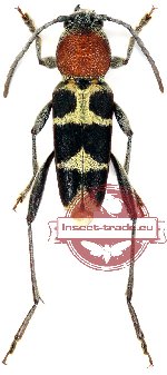 Xylotrechus magnicollis