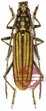 Gibbocerambyx aureovittatus Pic, 1923 (5 pcs)