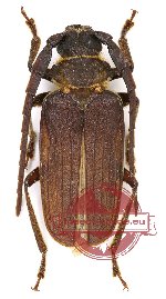 Sarmydus antennatus (5 pcs)
