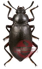 Tenebrionidae sp. 8 (5 pcs)