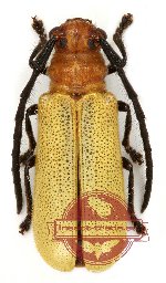 Bacchisa unicoloripennis (A-)