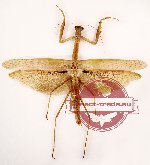 Tenodera sp. 1 (A-)
