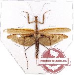 Tenodera sp. 2