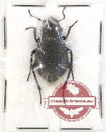 Tenebrionidae sp. 98
