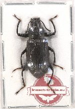 Tenebrionidae sp. 102 (10 pcs)