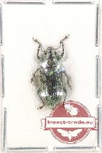 Curculionidae sp. 115 (A2)