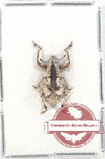 Curculionidae sp. 116