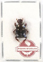 Onthophagus sp. 25