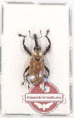 Curculionidae sp. 117