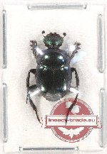 Onthophagus sp. 21 (A2)