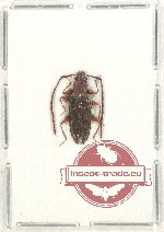 Cucujidae sp. 1