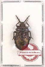 Pentatomidae sp. 46 (A2)