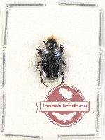 Onthophagus sp. 22