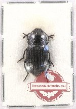 Tenebrionidae sp. 100