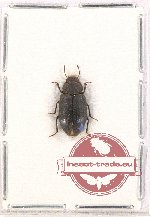 Tenebrionidae sp. 104 (5 pcs)