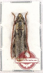 Cerambycidae sp. 85