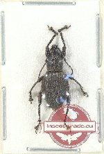 Curculionidae sp. 111 (A2)