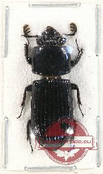 Passalidae sp. 39 (5 pcs)