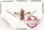 Hymenoptera sp. 123 (10 pcs)
