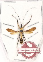 Reduviidae sp. 24