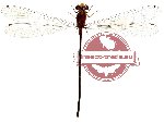 Odonata sp. 7 Coenagrionidae (SPREAD)
